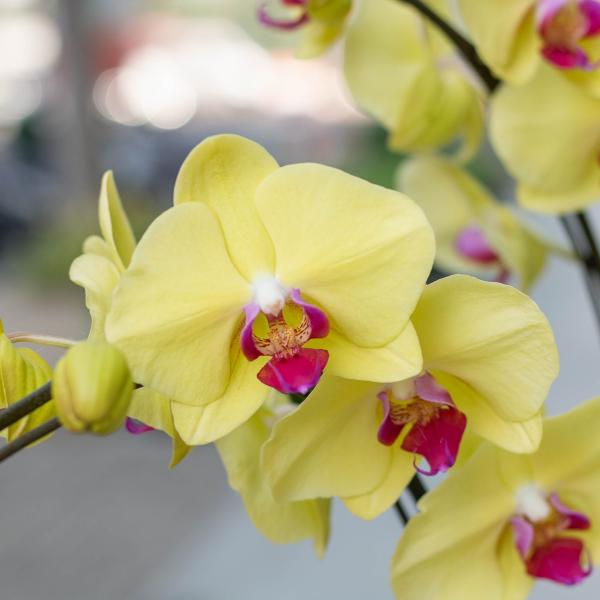 Lan Hồ Điệp Thành Ý 079