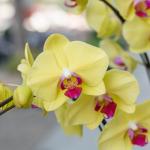 Lan Hồ Điệp Thành Ý 001