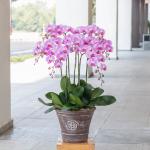 Lan Hồ Điệp Hồng Phát 039