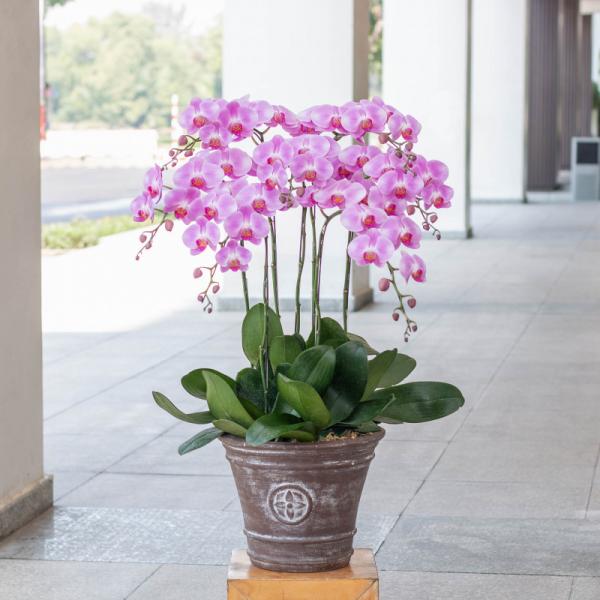 Lan Hồ Điệp Hồng Phát 039