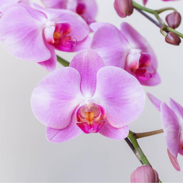 Lan Hồ Điệp Hồng Phát 030