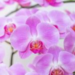 Lan Hồ Điệp Hồng Phát 039