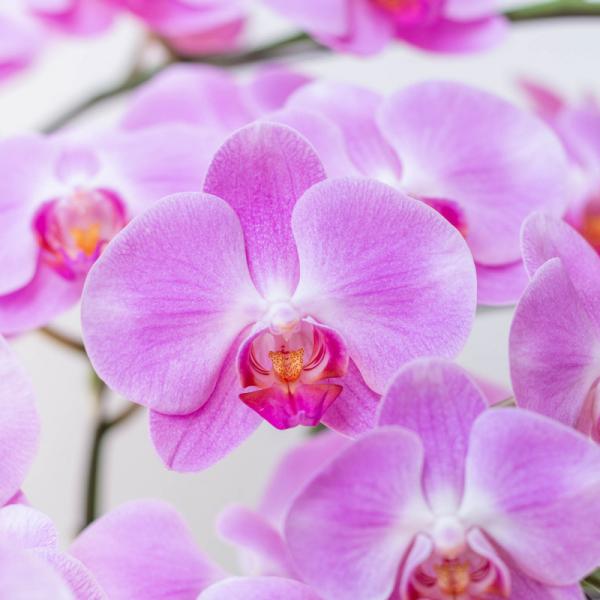 Lan Hồ Điệp Hồng Phát 030