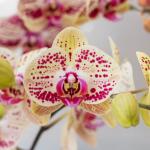 Lan Hồ Điệp Hưng Thịnh 063