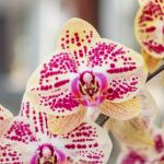 Lan Hồ Điệp Hưng Thịnh 063