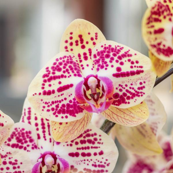 Lan Hồ Điệp Hưng Thịnh 063