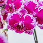 Lan Hồ Điệp Hưng Thịnh 058