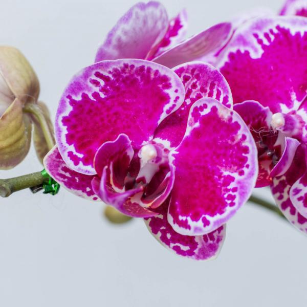 Lan Hồ Điệp Hưng Thịnh 058