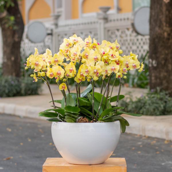 Lan Hồ Điệp Thành Ý 001