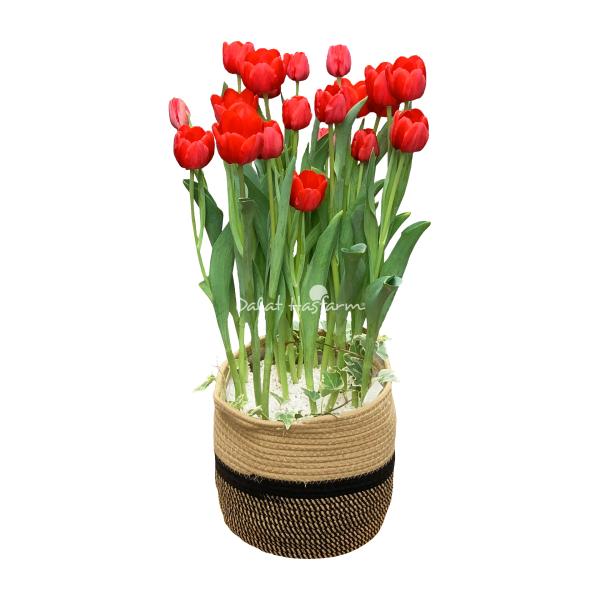 Chậu Hoa Thiết Kế Sắc Xuân 004