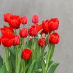 Chậu Hoa Thiết Kế Sắc Xuân 004