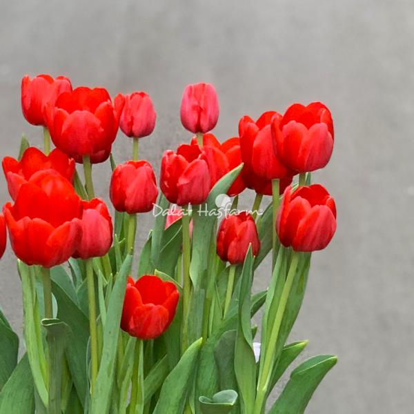 Chậu Hoa Thiết Kế Sắc Xuân 004