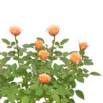 Chậu Hoa Thiết Kế Yêu Thương 055