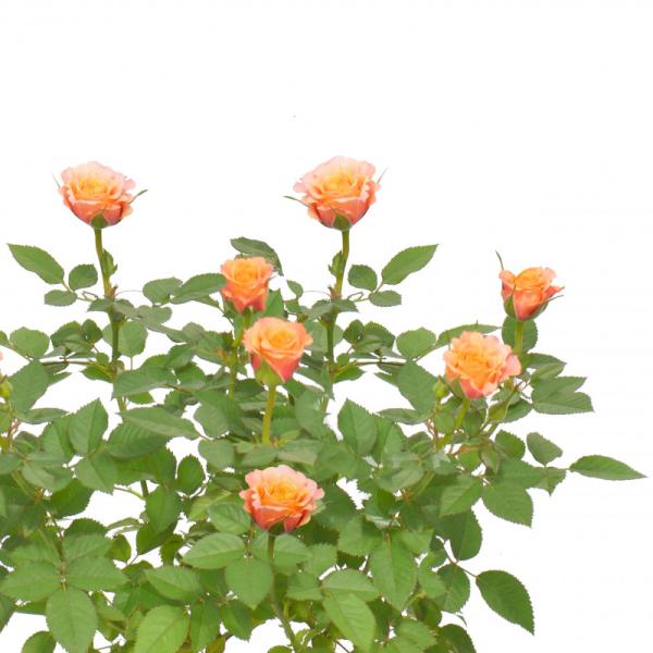 Chậu Hoa Thiết Kế Yêu Thương 055