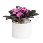 Chậu Sứ Hoa Violet Châu Phi 093