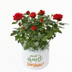 Plant4You - Chậu Hoa Hồng