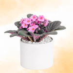 Chậu Sứ Hoa Violet Châu Phi 014