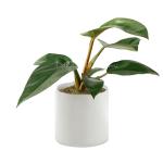 Chậu Sứ Cây Đế Vương 027