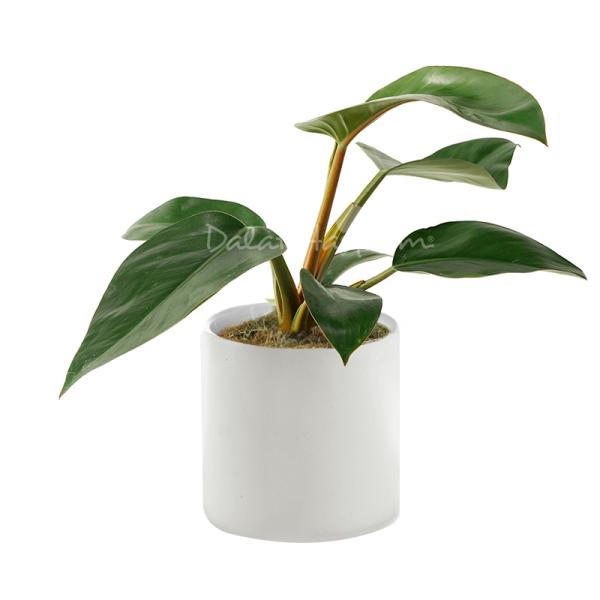 Chậu Sứ Cây Đế Vương 027