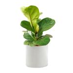 Chậu Sứ Cây Bàng Singapore 025