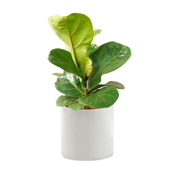 Chậu Sứ Cây Bàng Singapore 025