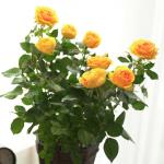 Chậu Hoa Thiết Kế Điều Ngọt Ngào 099