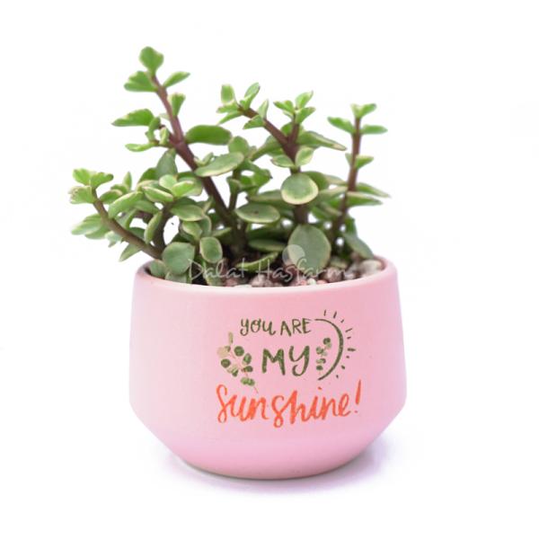 Chậu Trang Trí Chào Ngày Mới 003