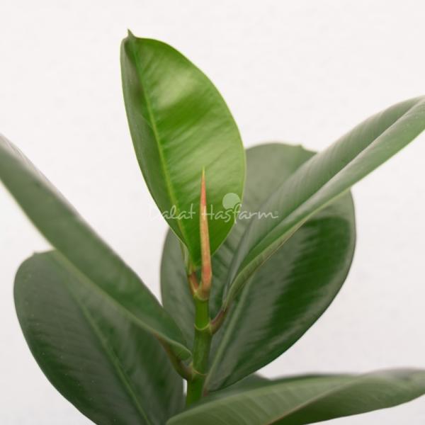 Chậu Trang Trí Thiên Nhiên Trong Lành 012