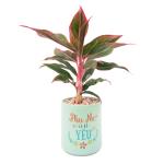 Chậu Trang Trí Thiên Nhiên Trong Lành 014