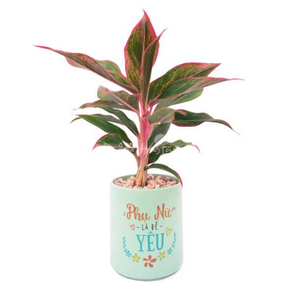 Chậu Trang Trí Thiên Nhiên Trong Lành 014