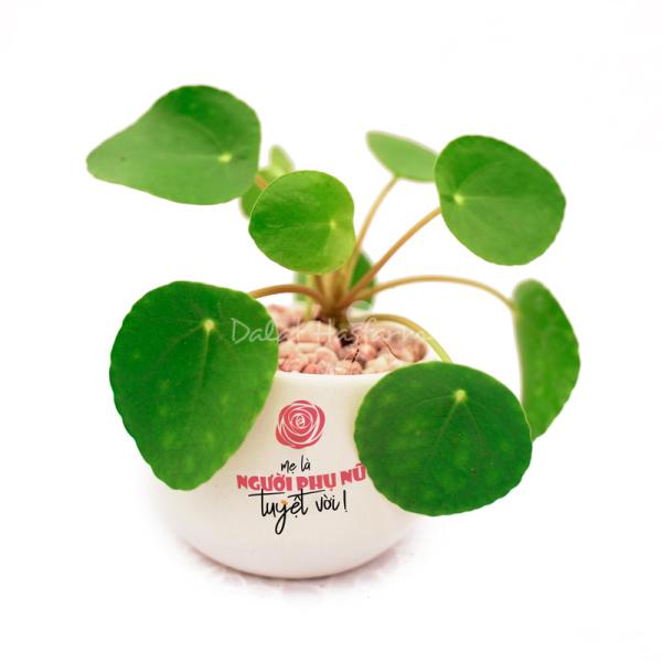 Chậu Trang Trí Chào Ngày Mới 004