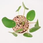 Chậu Trang Trí Chào Ngày Mới 004