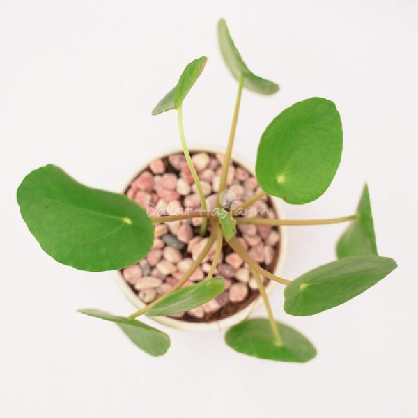 Chậu Trang Trí Chào Ngày Mới 004