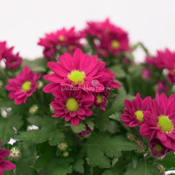 Chậu Trang Trí Tô Điểm Cuộc Sống 007