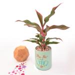 Chậu Trang Trí Thiên Nhiên Trong Lành 014