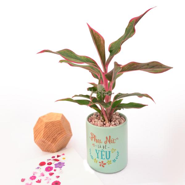 Chậu Trang Trí Thiên Nhiên Trong Lành 014