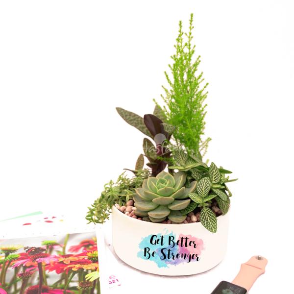 Chậu Trang Trí Khu Vườn Xanh Mát 019