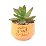 Chậu Trang Trí Chào Ngày Mới 001