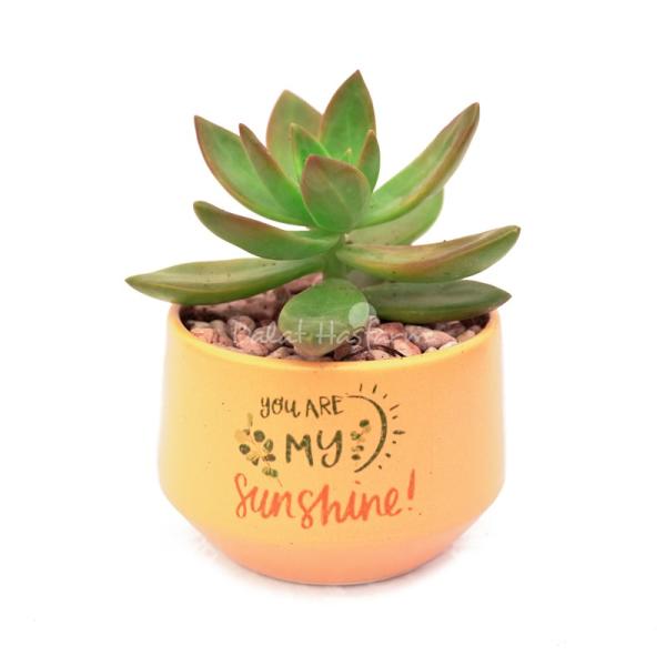 Chậu Trang Trí Chào Ngày Mới 001