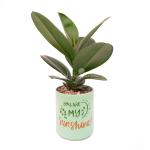 Chậu Trang Trí Thiên Nhiên Trong Lành 012