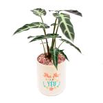 Chậu Trang Trí Thiên Nhiên Trong Lành 016