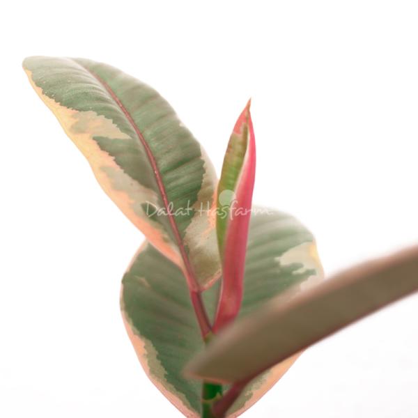 Chậu Trang Trí Thiên Nhiên Trong Lành 015