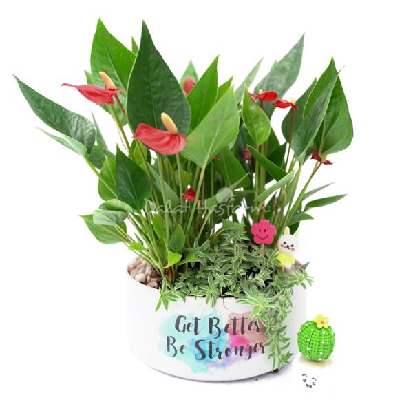 Chậu Cây Trang Trí Khu Vườn Xanh Mát 021