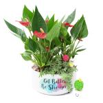 Chậu Cây Trang Trí Khu Vườn Xanh Mát 021