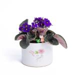 Plant4You - Chậu Hoa Violet Châu Phi