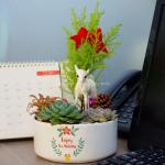 Chậu Trang Trí Plant 4You 01