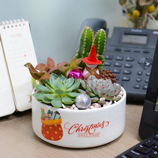 Chậu Trang Trí Plant 4You 02