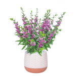 Chậu Sứ Cây Bâng Khuâng 021