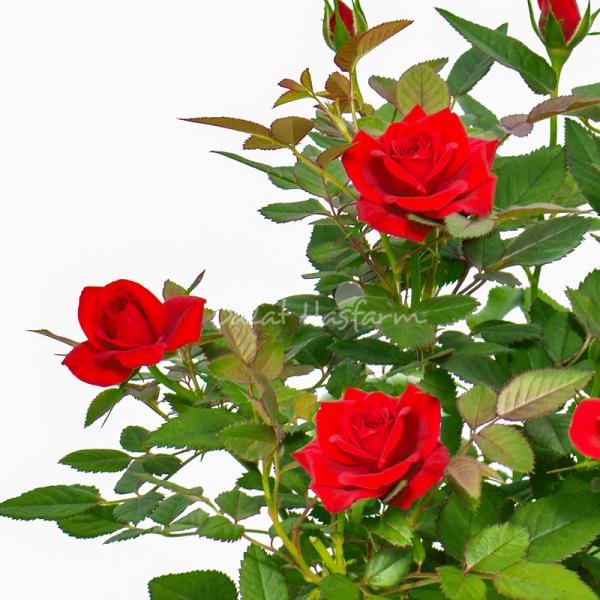 Plant4You - Chậu Hoa Hồng