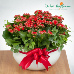 Chậu Hoa Thiết Kế Trường Thọ 030